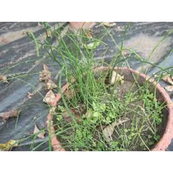 Growth Cyperus Rotundus 